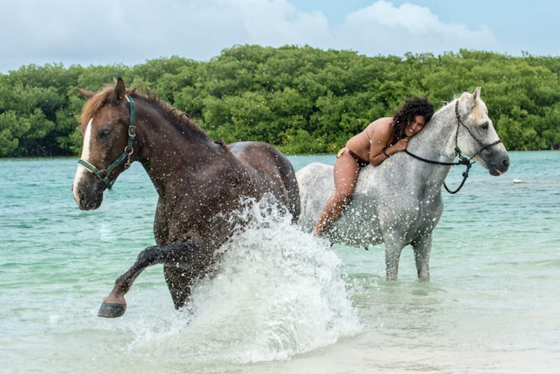Horses having fun Horses having fun