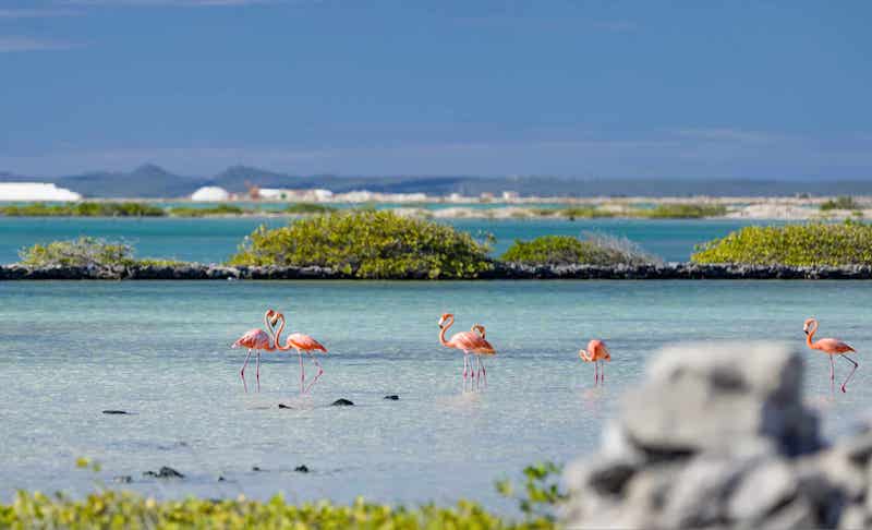Bonaire-scaled small Bonaire flights